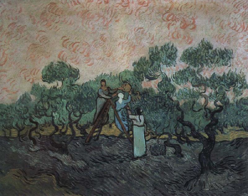 Vincent Van Gogh the olive pickers,saint remy,1889 oil painting image